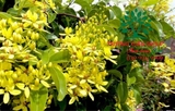 HOA MAI HOÀNG YẾN