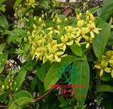 HOA MAI HOÀNG YẾN