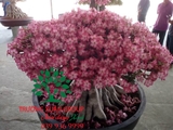 Cây hoa Sứ