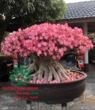 Cây hoa Sứ