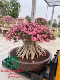 Cây hoa Sứ