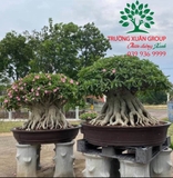 Cây hoa Sứ