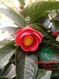 CÂY HOA HẢI ĐƯỜNG