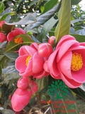 CÂY HOA HẢI ĐƯỜNG
