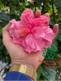 HOA DÂM BỤT