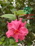 HOA DÂM BỤT
