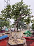 CÂY ỔI