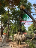 THI CÔNG THỰC TẾ 94