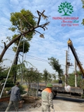 THI CÔNG THỰC TẾ 94