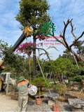 THI CÔNG THỰC TẾ 94