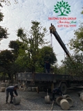 THI CÔNG THỰC TẾ 94
