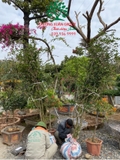 THI CÔNG THỰC TẾ 94