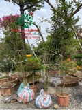 THI CÔNG THỰC TẾ 94
