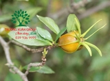 CÂY DÀNH DÀNH