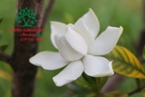 HOA DÀNH DÀNH