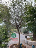 CÂY MAI TỨ QUÝ