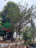 CÂY MAI TỨ QUÝ