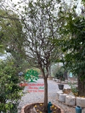 CÂY MAI TỨ QUÝ