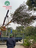 CÂY MAI TỨ QUÝ