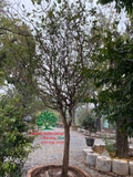 CÂY MAI TỨ QUÝ