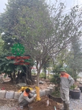CÂY MAI TỨ QUÝ