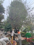 CÂY MAI TỨ QUÝ