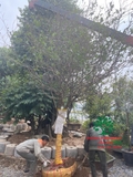 CÂY MAI TỨ QUÝ
