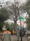 CÂY MAI TỨ QUÝ