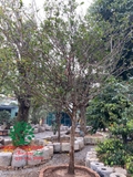 CÂY MAI TỨ QUÝ