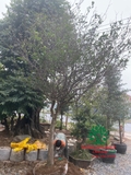 CÂY MAI TỨ QUÝ