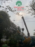 CÂY MAI TỨ QUÝ