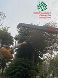 CÂY MAI TỨ QUÝ