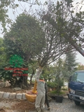 CÂY MAI TỨ QUÝ