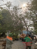 CÂY MAI TỨ QUÝ