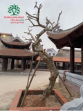 Cây Đại