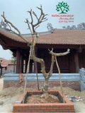 Cây Đại
