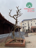 Cây Đại