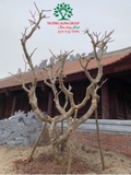 Cây Đại