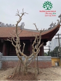 Cây Đại