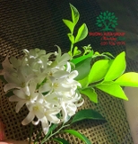 CÂY BƯỞI