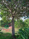 Cây Mít
