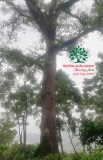 CÂY GẠO