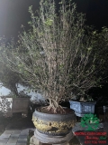 CÂY HOA MỘC HƯƠNG