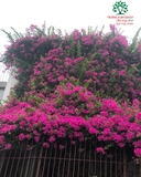 Hoa Giấy