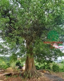 Cây Đa