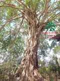 Cây Bồ Đề