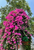 Hoa Giấy