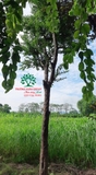 Cây Bồ Quân