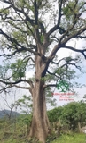 CÂY NHỘI