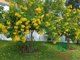 CÂY CHUÔNG VÀNG